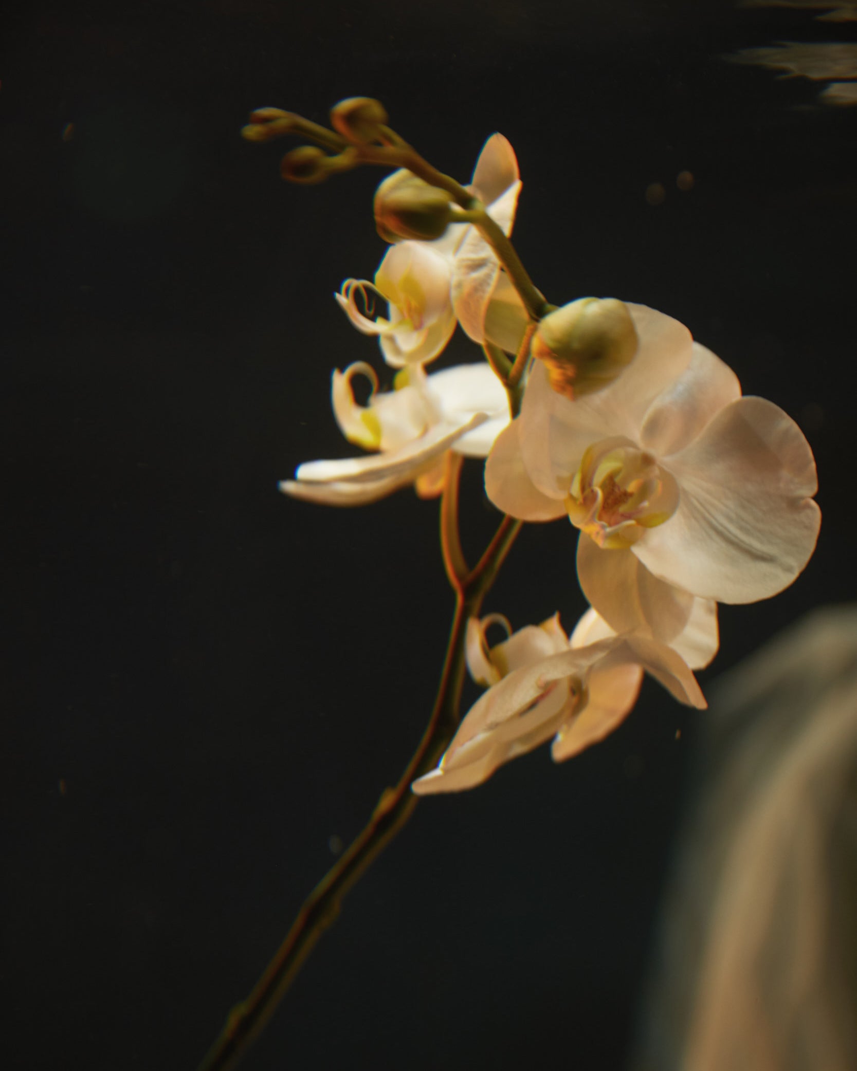 hermione-de-paula-the-orchid-bath-photography-2